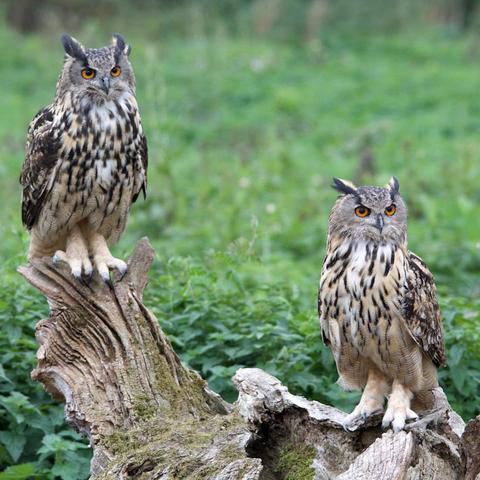 Night Owls156封面